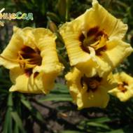 Лилейник Little Cadet