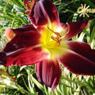 Лілійник Spirit of Freedom