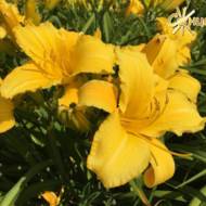 Лілійник Mary Todd