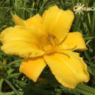 Лилейник Mary Todd