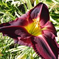 Лилейник Seattle Slew