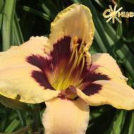 Лилейник Moonlit Masquerade