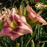 Лілійник Purple Beacon