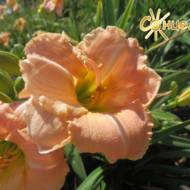 Лилейник Siloan Rose Queen