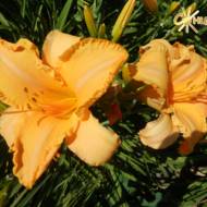 Лілійник Ruffled Apricot