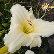 Лилейник White Tie Affair