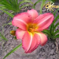 Лилейник Anna Warner