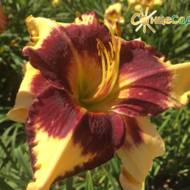 Лилейник Jamaican Me Crazy