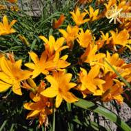 Лилейник Hеmerocallis middendorffii Trautv. et Mey.