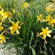 Лилейник Hemerocallis minor Mill. (Лилейник малый)