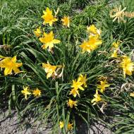 Лилейник Hemerocallis lilio-asphodelus L.