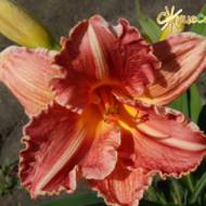 Лилейник Ada Sari