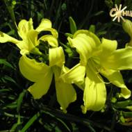 Лилейник Alice in Wonderland