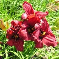 Лилейник Amazon Amethyst