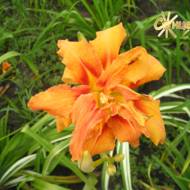 Лілійник Нemerocallis fulva var. kwanso variegata Regel