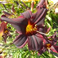 Лилейник American Revolution