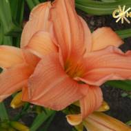 Лилейник American Style