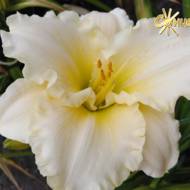 Лилейник Antarctica