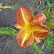 Лілійник Apache Tears