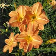 Лилейник Apache Tears