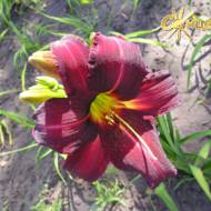 Лілійник Arriba