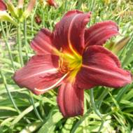 Лилейник Arriba