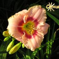 Лилейник Bambi Doll