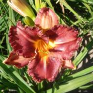 Лілійник Barracuda Bay