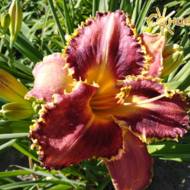 Лилейник Barracuda Bay