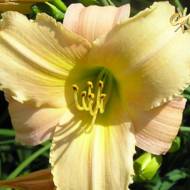 Лілійник Beloved Country