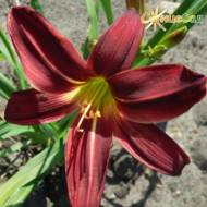 Лілійник Black Plush