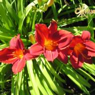 Лилейник Buzz Bomb