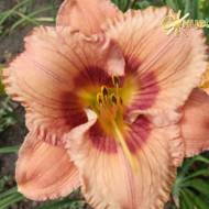 Лилейник Buffys Doll