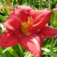 Лілійник Carnival Flair