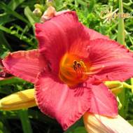 Лилейник Carnival Flair