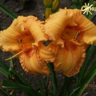 Лілійник Cherry Eyed Pumpkin