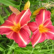 Лилейник Cherry Lace