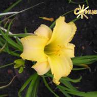 Лілійник Christopher Robin