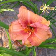 Лилейник Cimarron Pass