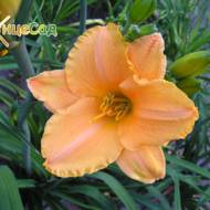 Лілійник Commandment