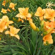 Лилейник Commandment