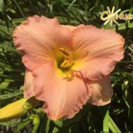 Лілійник Crystalline Pink