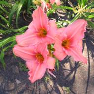 Лилейник Date Book