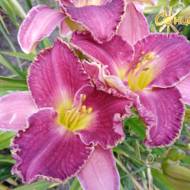 Лилейник David Kirchhoff