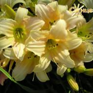 Лилейник Dacquiri