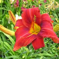 Лілійник Ed Murray