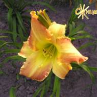 Лілійник Emerald Joy