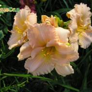 Лілійник Fairy Tale Pink