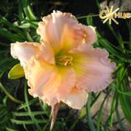 Лилейник Fairy Tale Pink