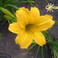 Лилейник Golden Gift